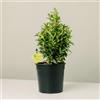 Plantì EUONYMUS JAPONICUS Arbusto sempreverde da esterno, vaso da 19 cm. Piante vere da giardino e terrazzo con foglie variegate. 6 mesi di concimazione inclusi. Idea regalo pianta da esterno (Kathy).
