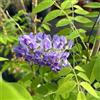 AMDGarden Glicine Americano Profumato Wisteria Frutescens Longwood Purple Rampicante Viola Intenso per Esterni in Vaso 18 cm