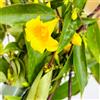 AMDGarden Pianta di Gelsomino della California (Gelsenium) Rampicante Sempreverde Fiore Giallo Profumato per Esterni H130 cm in Vaso 18 cm