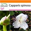 SAFLAX - Garden in the Bag - Cappero - 25 semi - Capparis spinosa
