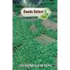 SEEDS SELECT PRO DICHONDRA REPENS BARATTOLO GR 500