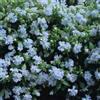 Generic Annuendo Semi Catchfly Bucaneve 500 Silene Pendula Semi