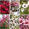 Generic semi di manuka da appartamento sempreverdi manuka da balcone primaverili giardino perenni resistenti semi di come bomboniera rampicanti in vaso 160Semi