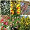 Generic Semi di ginestra, regali sostenibili Cytisus Scoparius, arbusti sempreverdi da roccioso sono arbusti dalla resistente 350pcs