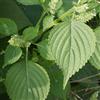 le Georgiche Vivai le Georgiche - Pianta vera di Perilla frutescens Ocimum frutescens Shiso verde, Basilico della Cina - vaso Ø 16 cm