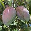 Vivai Decandia Giovanni PIANTA DA FRUTTO TROPICALE Compatible with MANGO KEITT in vaso 20 età 2/3 anni (foto reali)