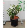 Vivai Decandia Giovanni PIANTA DI HIBISCUS SYRIACUS IN VASO 20 CM VARIETA' MIX (VARIETA':TOTUS ALBUS - BIANCO;)