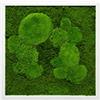 Moos Design Carta da parati, Moss immagini, Moss, parete quadro, Muschio Pannello Piante quadro decorazione da parete quadro con cornice di legno muschio Muschio foto diverse dimensioni Barato 35x35 cm bianco