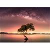 Runa Art Carta da parati fotografica Aurora boreale Albero Cielo notturno Moderno Vello Soggiorno Camera Da Letto Sala - Made in Germany - Orange 9590010b
