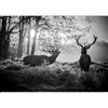 murando - Carta da parati Cervo Animali 300x210 cm Fotomurali in TNT Murale alla moda Decorazione da Muro XXL Poster Gigante Design Carta per Pareti Soggiorno Foresta Paesaggio Natura g-B-0153-a-a