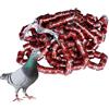 Generic Anelli di tracciamento per piccioni - Comode fasce per zampe di, senza sforzo per piccioni piccioni identificativi per uccelli, accessori per uccelli da corsa per pappagalli, pulcini