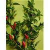 PAGANO DOMENICO E FIGLI SEMENTI DAL 1954 PEPERONCINO PICCANTE SHANGAY NR.50 SEMI