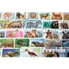 Prophila Collection Africa 100 Diversi African Animali Francobolli (Francobolli per i Collezionisti) Altri mammiferi (Scimmie/Dinosauri/Elefanti...)