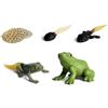 Generisch Insectt Toys Life Cycle - Personaggi del ciclo di vita, Insectt, Toys con 5 fasi della vita, modello di crescita delle rane, figure del ciclo di vita degli animali di F' r