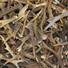 Hi Life Living Nature Hi-Life Living Nature Corna Di Capriolo Mix. Corno, Caccia, Cervo, Decorazione It - 1 Kg