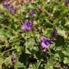 le Georgiche Vivai le Georgiche - Pianta vera di Campanula portenschlagiana Catharina Campanula violacea 'Catharina' - vaso Ø 12 cm