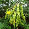 Generic Pigeon Pea (Grandules), Fagioli Porto Rico, Congo Pea orto - 25 Semi