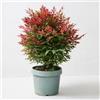 Vivaio di Castelletto Nandina domestica Bambù Sacro pianta sempreverde a cespuglio in vaso ø18 cm Vivaio di Castelletto