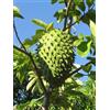Generico 6 semi di Soursop (Annona Muricata)