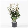 Vivaio di Castelletto Eleagno Eleagnus x ebbingei Compacta pianta in vaso ø19 h 50 cm circa Vivaio di Castelletto