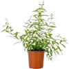 Generico AMDGarden Pianta CITRONELLA LEMON Lippia Citriodora limone ANTIZANZARA vaso14 AMDGarden