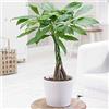 GardenersDream Pianta Pachira Aquatica - Albero Decorativo con Stelo Intrecciato Ideale per Casa o Ufficio 12 cm