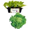 P. Piantine da Orto | Lattuga Brasiliana, Pianta da Orto o Balcone Pronta al Trapianto, Kit da 9 Piantine, Pianta Vera da Esterno, Vivaio Italiano