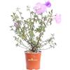 eGarden.store Pianta di Alyogyne Huegelii Santa Cruz Ibisco Australiano pianta da esterno ornamentale fiore lilla pianta vera venduta da eGarden.store