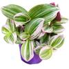 Jack Fin tradescantia Nanouk, interni facile da pulire con vaso da 9 cm, colore rosa