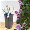 Blue Magic Design Rosa rampicante viola Indigoletta in vaso da 2 l: radici ben sviluppate, ideale per tralicci, pergole e giardino verticale Caratteristiche