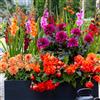 Florium 25 fiori estivi cipolle Rainbow Pot Mix (25 bulbi) gladioli, dalie, begonie, crocosmia | miscela esclusiva di olandese | piante perenni per giardino, vasi (grandi tuberi)