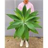 POWERS TO FLOWERS - AGAVE ATTENUATA, VASO 24CM DIAMETRO, pianta vera