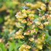 le Georgiche Vivai le Georgiche - Pianta vera di Berberis buxifolia Nana Berberis microphylla 'Nana' Crespino a foglia scatolata 'Pygmaea' - vaso Ø 15 cm - altezza alla vendita 20-30 cm