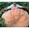 Mondonatura Semi Zucche giganti, semi di zucca Big Max, cimelio, non OGM, circa 20 semini di ortaggi da Giardinaggio NO-OGM semi di cimelio impollinati aperti