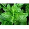 Generic 1 PIANTA DI MENTA PIPERITA IN VASO 14CM aromatiche orto giardino