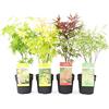 Vivaio di Castelletto Acero palmato giapponese Acero palmatum mix 4 piante diverse in vaso ø11 cm Vivaio di Castelletto