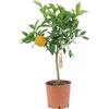 KENTIS - Pianta di Mandarancio - Citrus Clementina - Piante di Agrumi Vere - Alberi da Frutto da Giardino - Piante da Frutta da Esterno - H 70-80 cm Vaso Ø 20 cm
