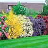 GardenersDream 5 piante arbustive fiorite | Colore tutto l'anno | Resistenti per giardino esterno