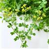 SemiSauvage 100 Semi di Strada officinale (Ruta graveolens) - SemiSelvaggio Permacultura