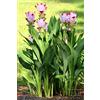 SVI 10 pc/sacchetto Thailandia curcuma semi, detti anche semi Siam Tulip, semi di fiori rari di un membro della famiglia di pianta da giardino Zingeraceae 9