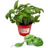 P. Piantine da Orto | Basilico Genovese, Pianta in Vaso Diametro 14 cm, Pianta Pronta per il Trapianto, Pianta Vera, Vivaio Italiano
