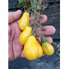 SemiGratis SEMI POMODORO-8 VARIETA'-PERINO-LAMPADINA-SERBO GIALLO-DATTERINO-PENDOLINO-POMODORO NERO-SAN MARZANO-BLACK KRIMM