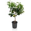 Vivaio di Castelletto Pompelmo Citrus Paradisi pianta di Agrumi di Sicilia in vaso ø22 cm Vivaio di Castelletto