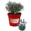 P. Piantine da Orto | Lavanda, Pianta in Vaso Diametro 14 cm, Pianta Pronta per il Trapianto, Pianta Vera da Esterno, Piantina Aromatica per Balcone o Terrazzo, Vivaio Italiano
