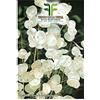 Mondonatura Semi Fiori Lunaria Moneta del Papa - Annua in Confezione Originale Prodotto in Italia - Pianta Ornamentale con Fiori Bianchi