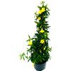 POWERS TO FLOWERS - GELSOMINO GELSEMIUM, altezza 70cm, pianta vera