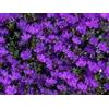 Generic 200 CRYSTAL PALACE Viola BLEU LOBELIA REGATTA Erinus Graines de fleurs * Peigne S/H