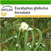SAFLAX - Eucalipto (bicostata) - 100 semi - Con substrato - Eucalyptus globulus bicostata