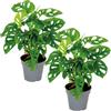 Bloomique - Set di 2 - Monstera Adansonii - Monkey Leaf - Pianta con Foglie Forate - Pianta da Interno - Adatta come Rampicante - Purifica l'Aria - Alta 20-30 cm - Vaso da 12 cm