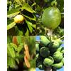 Generico Lotto di semi di 4 alberi da frutto tropicali (Papaya, Frutto della Passione, Guava, Tamarindo)
